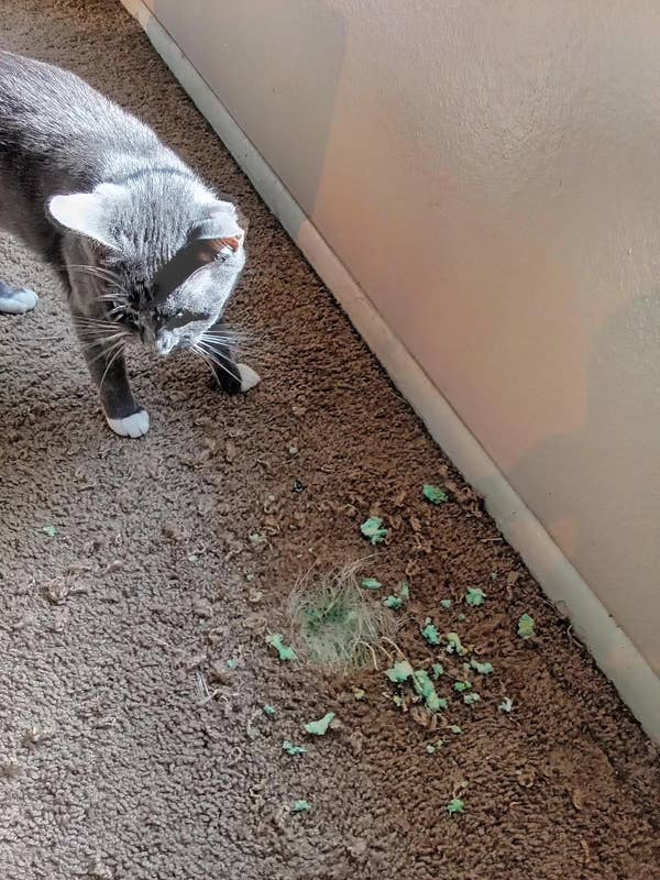 Cat standing on carpet near a mess of shredded green foam and fur on the floor