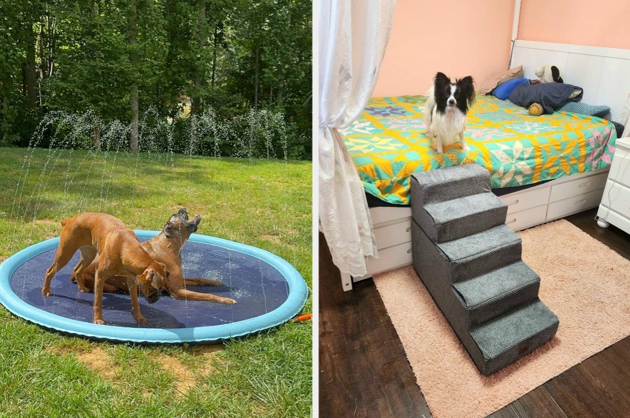 Two dogs play in a sprinkler pool outside; inside, a small dog stands on a bed next to a pet staircase