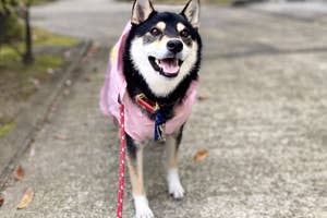 笑顔の柴犬がリードにつながれ、外の小道に立っている。ピンクの服を着用。