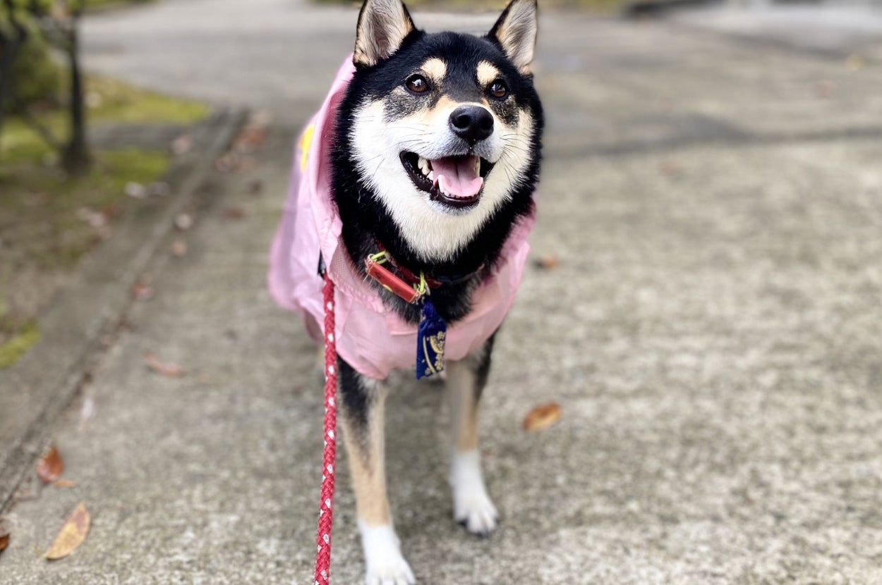 笑顔の柴犬がリードにつながれ、外の小道に立っている。ピンクの服を着用。