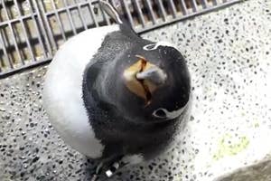 上を向いて口を開けたペンギンが床に立っている様子。