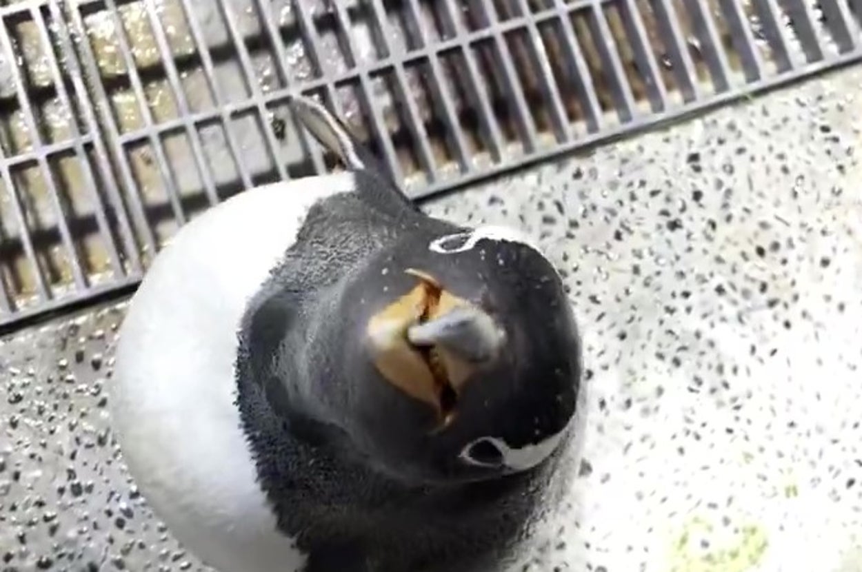 上を向いて口を開けたペンギンが床に立っている様子。