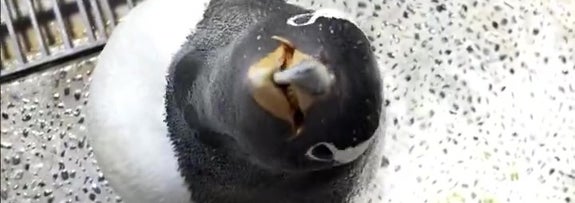 上を向いて口を開けたペンギンが床に立っている様子。