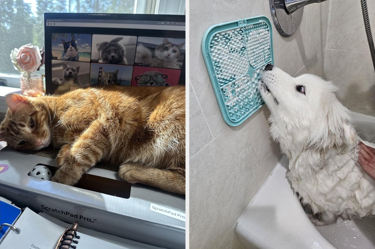 Cat lounging on a scratch pad by a window; dog being bathed, looking at a textured wall mat in a bathtub