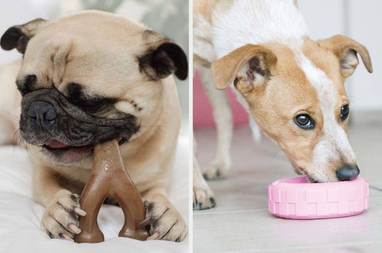 Two dogs chewing on toys: left is a Pug with a wishbone toy, right is a Jack Russell Terrier with a pink ring toy
