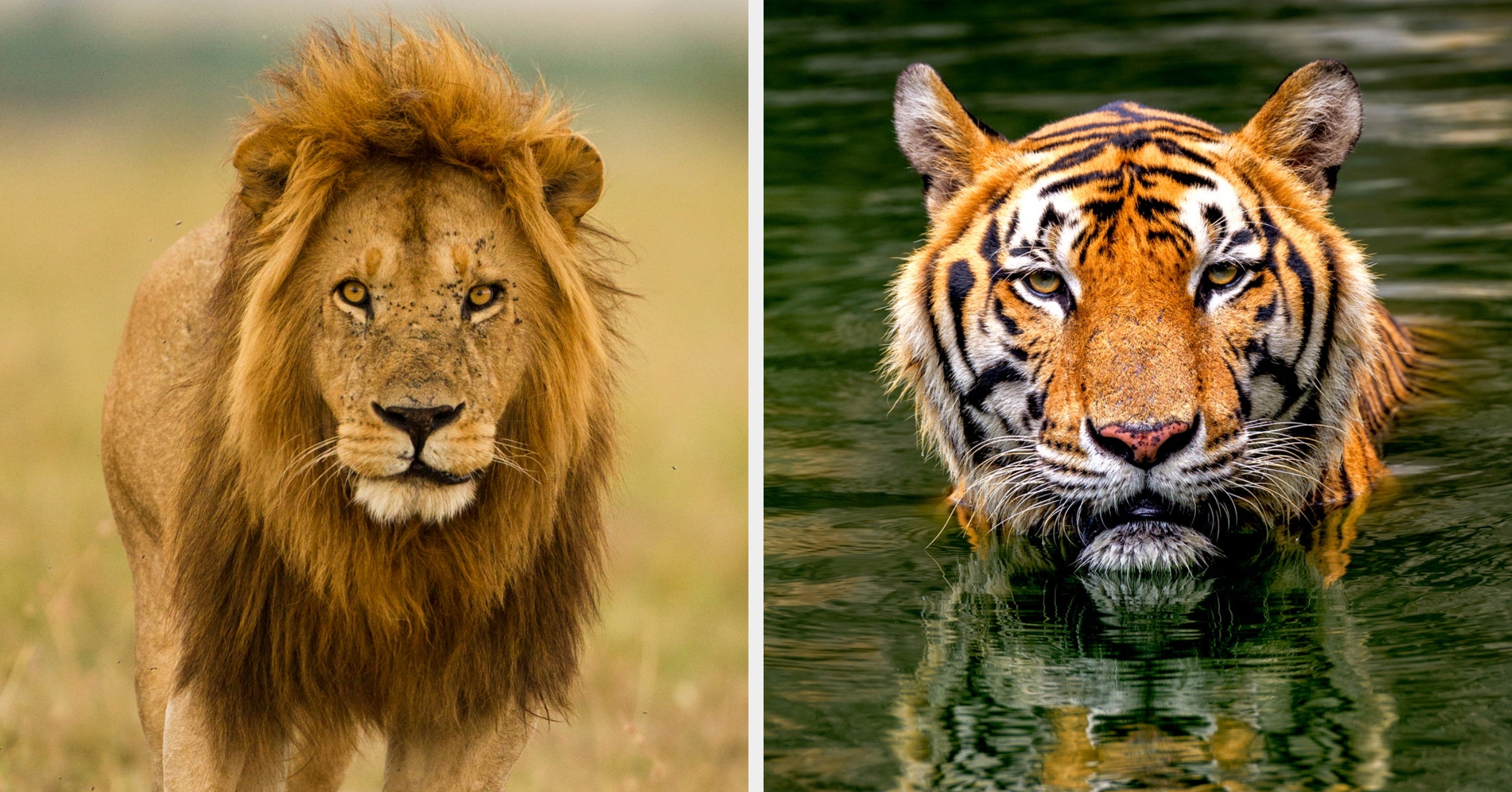 Do You Give More Lion Or Tiger Energy?