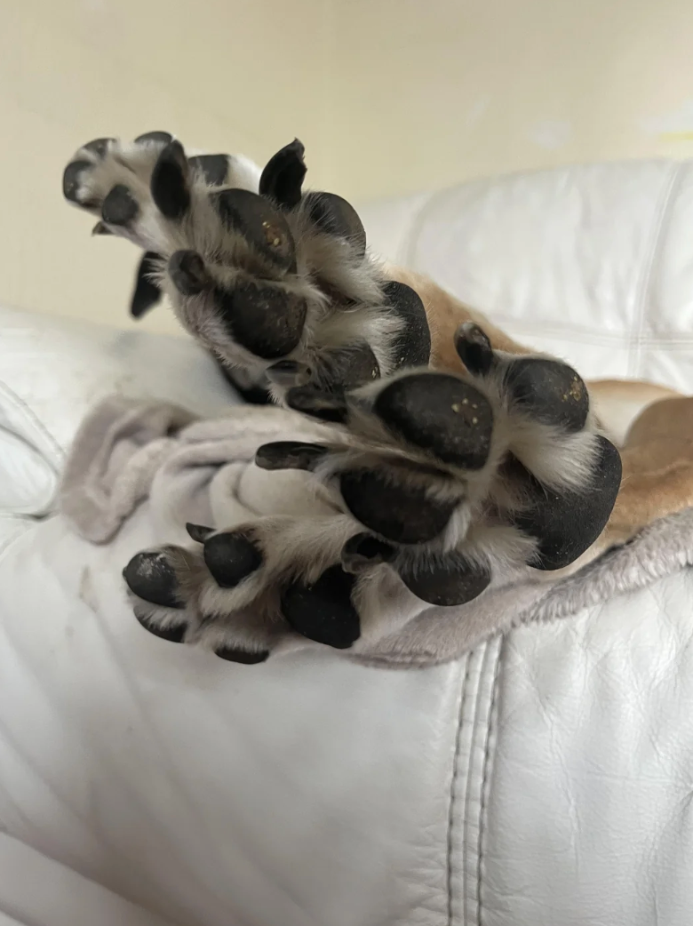 Close-up of a dog's paws resting connected  a blanket, showing their acheronian  pads and fur