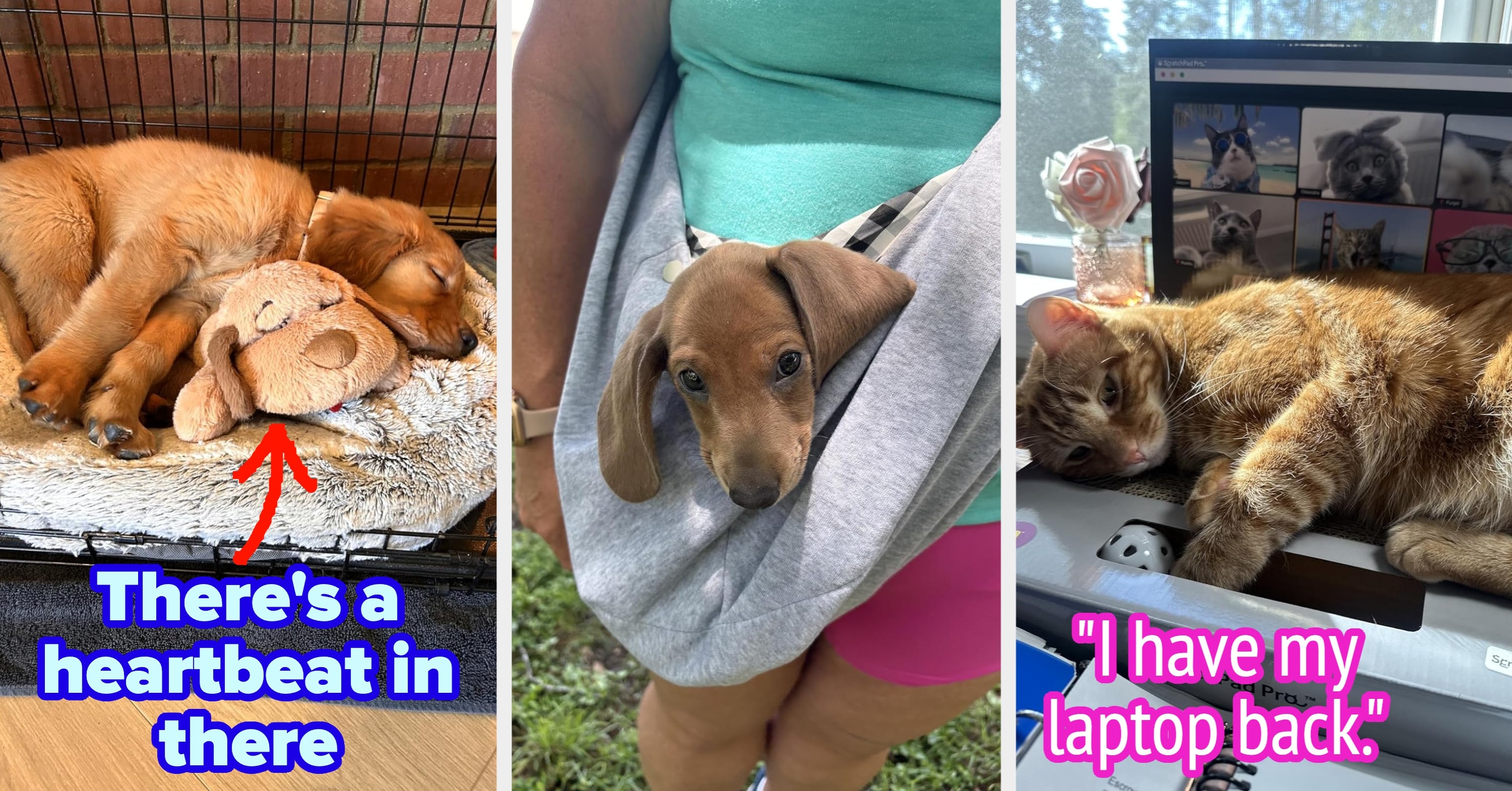 22 Products For Anyone With A Pet Who Demands Attention