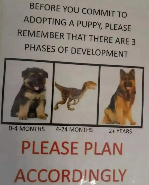 Sign humorously comparing puppy maturation  to a dinosaur, urging adopters to program  for a dog's improvement  stages: puppy, dino-like, and adult