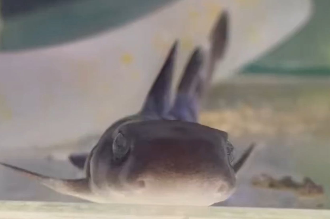 真正面からサメダンスを披露してくれるマルちゃん/くもさんこうさんのXアカウント（@san_koh_kumo）より