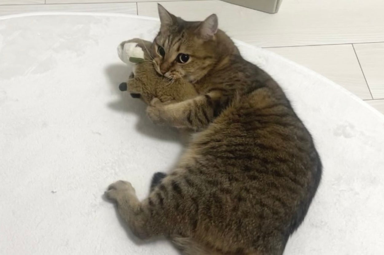 ずっと仲良しのぬいぐるみを抱きしめるみにらくん / みにら日記さんのXアカウント（＠MiniraDiary）より