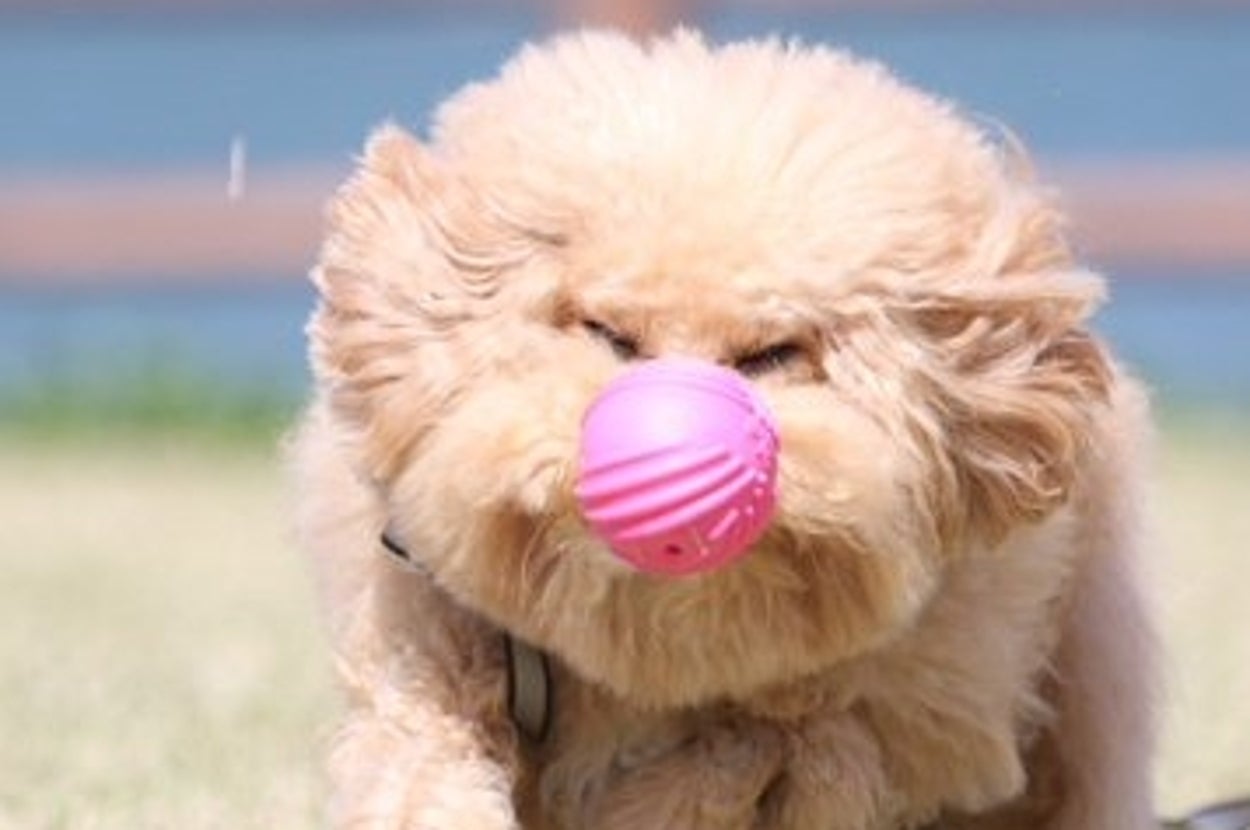 芝生の上でピンクのボールを鼻で押している小さな犬。楽しそうに走っている。