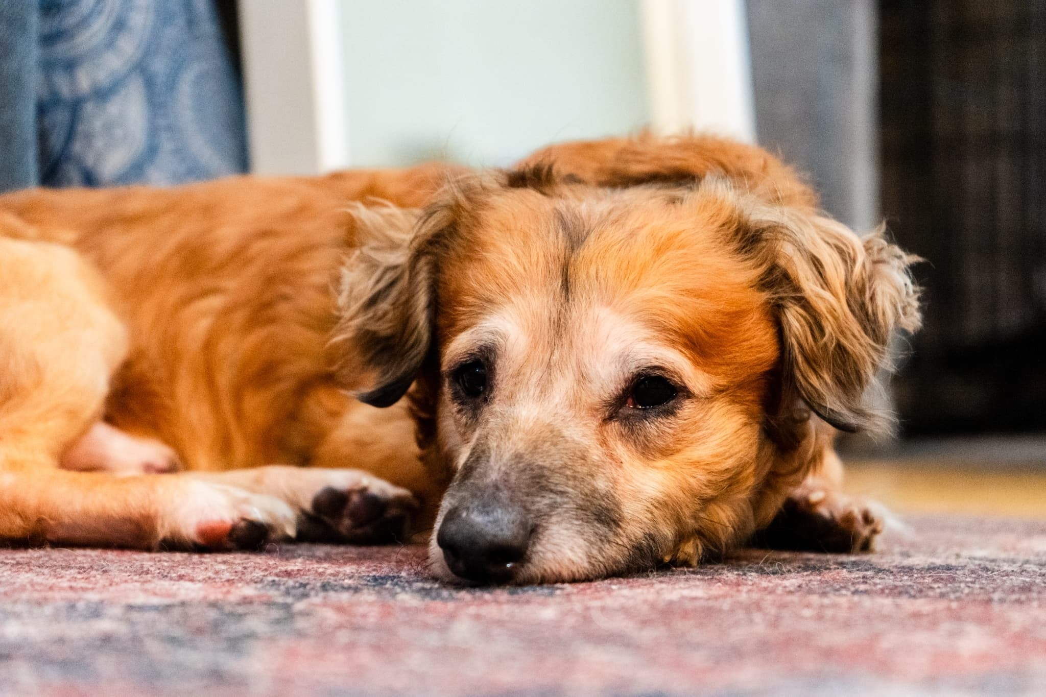 横たわるリラックスした犬。毛が長く、穏やかな表情をしている。