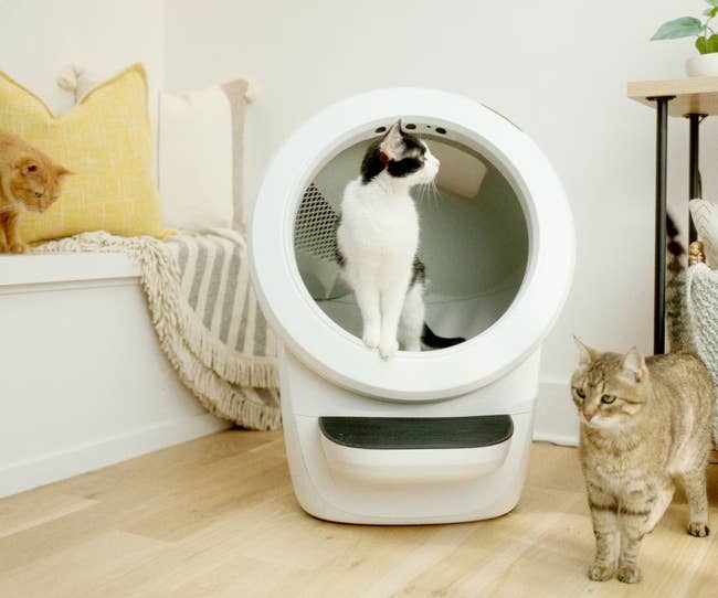 Three cats are successful a cozy room. One feline sits wrong a modern automatic litter box, portion 2 others research the country nearby