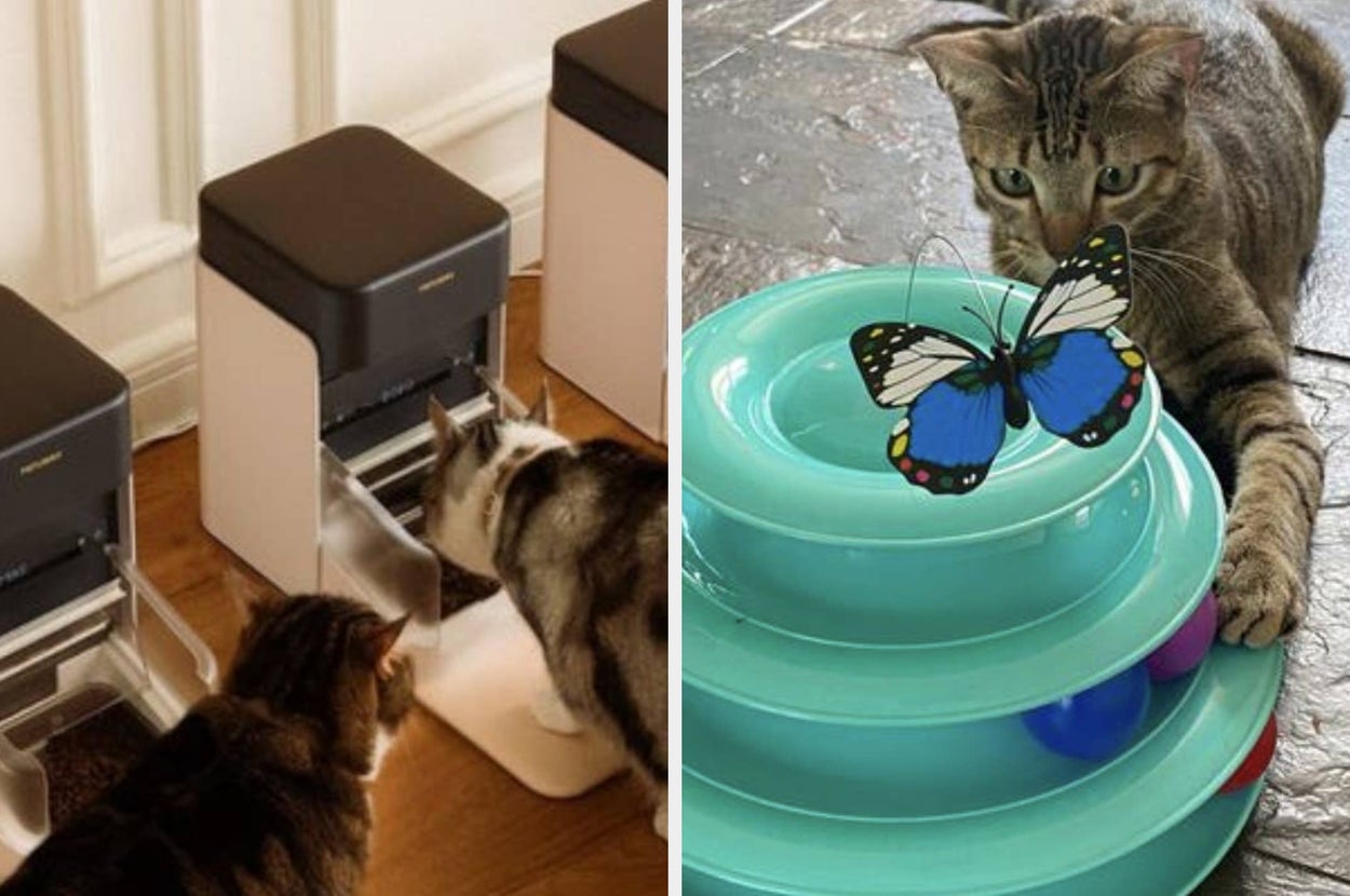Cats eat from automatic feeders; one cat plays with a butterfly toy on a spiral track