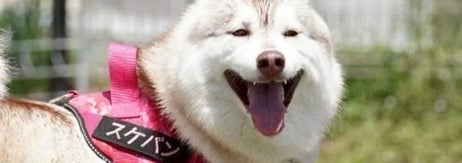 芝生の庭にいるハスキー犬が楽しそうに口を開けています。ハーネスに「スケバン」と書かれています。