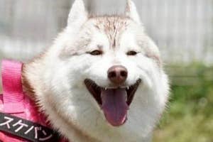 芝生の庭にいるハスキー犬が楽しそうに口を開けています。ハーネスに「スケバン」と書かれています。