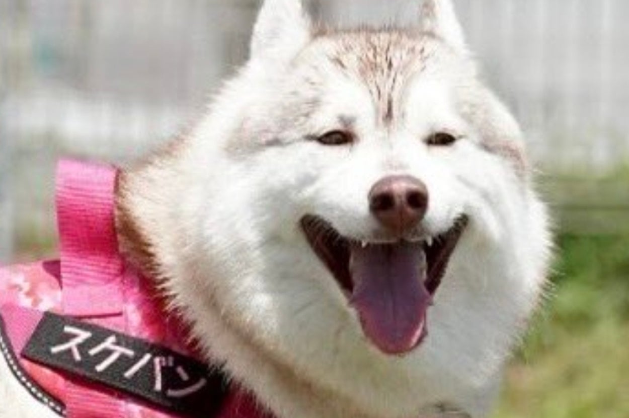 芝生の庭にいるハスキー犬が楽しそうに口を開けています。ハーネスに「スケバン」と書かれています。