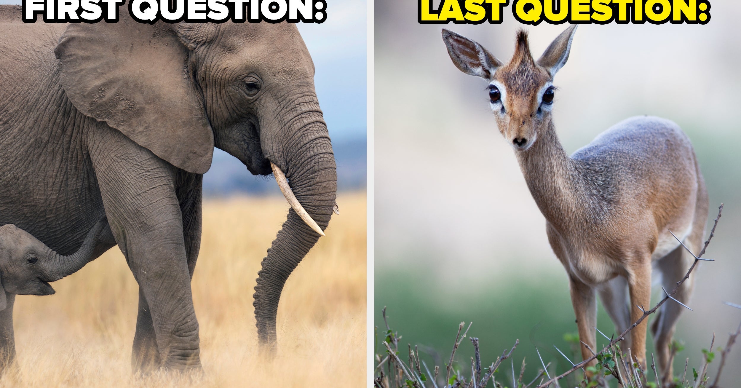 If You Can Name These 14 Savannah Animals, Your Wildlife Knowledge Is Superior