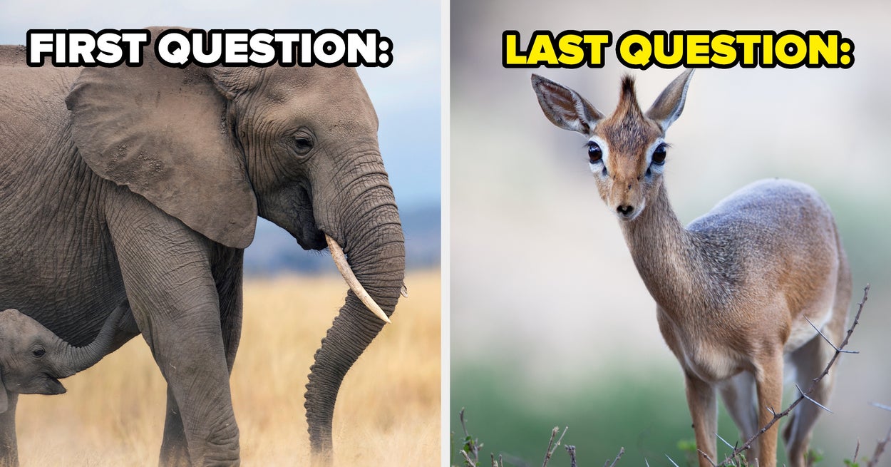 If You Can Name These 14 Savannah Animals, Your Wildlife Knowledge Is Superior
