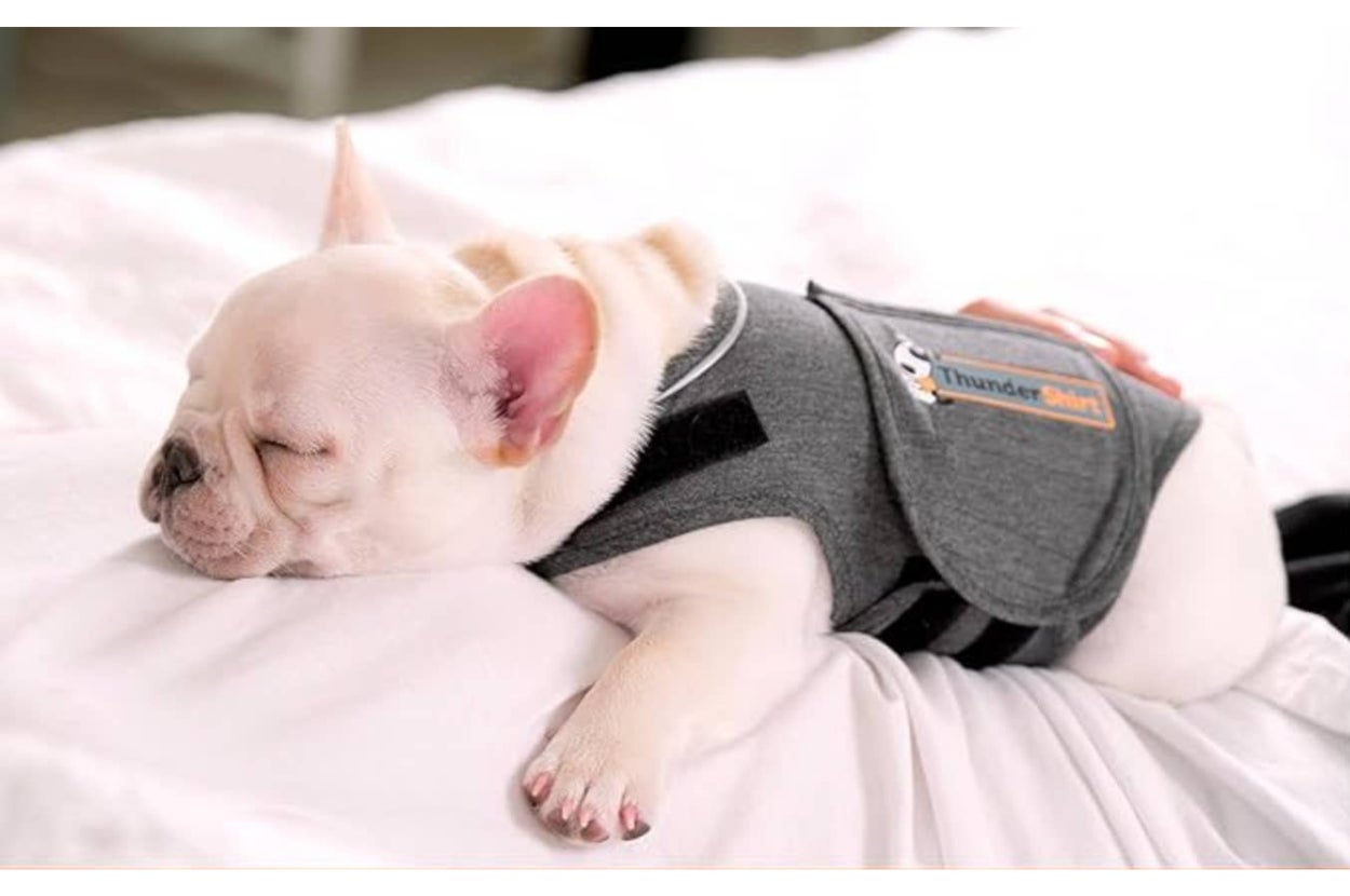 French Bulldog sleeping while wearing a Thundershirt, a snug vest designed to calm anxious dogs