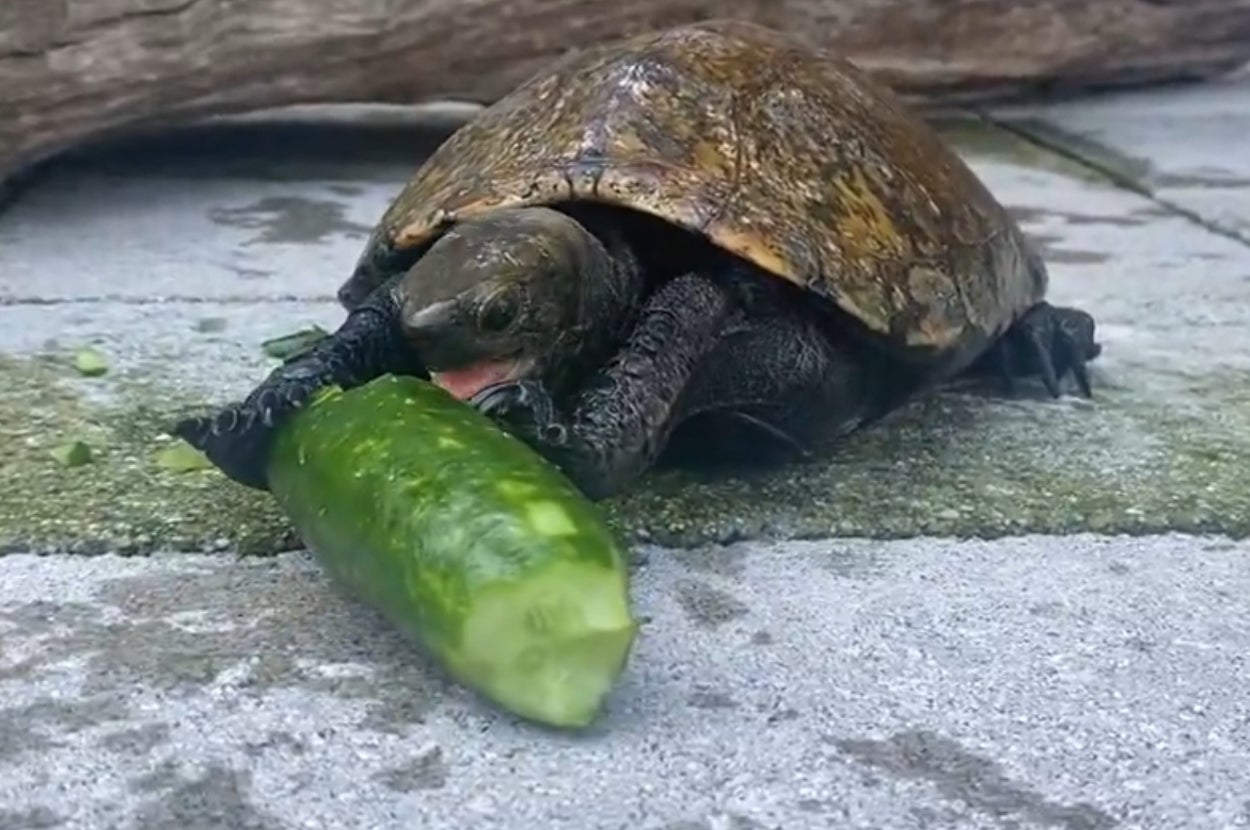 キュウリにかじりつこうとするニホンイシガメ/道の駅ウミガメ公園のXアカウントより（@umigame_kouen）