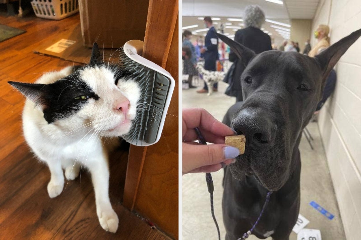 Left: Cat rubbing face on wall-mounted brush. Right: Great Dane sniffing a held treat indoors