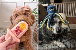 Left: Fluffy dog with bow enjoys a fruity popsicle. Right: Grey dog with a crocheted octopus hat looks unimpressed on a couch