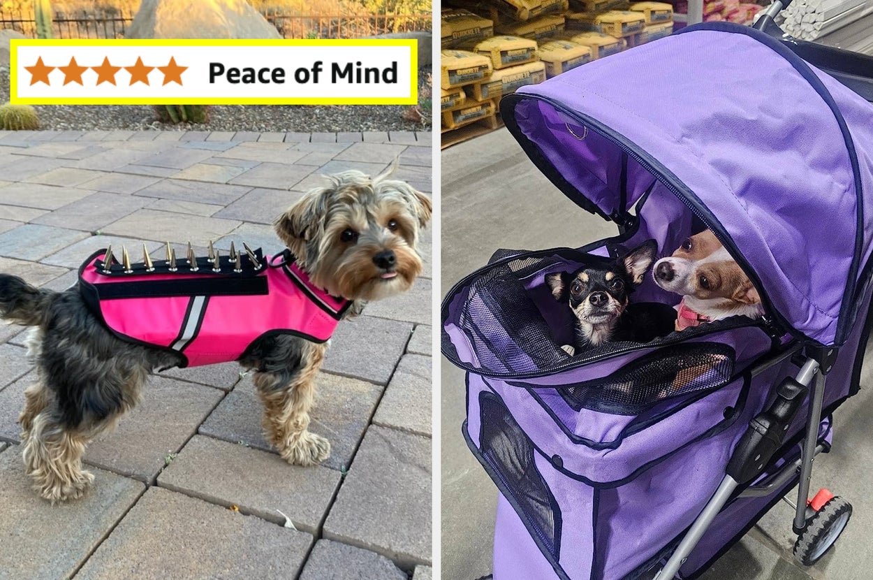 Dog in protective pink vest with the text "Peace of mind" and two dogs sit in a purple stroller