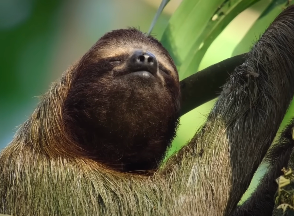 A relaxed sloth rests with eyes closed, nestled among branches