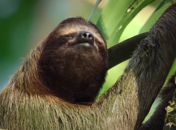 A relaxed sloth rests with eyes closed, nestled among branches