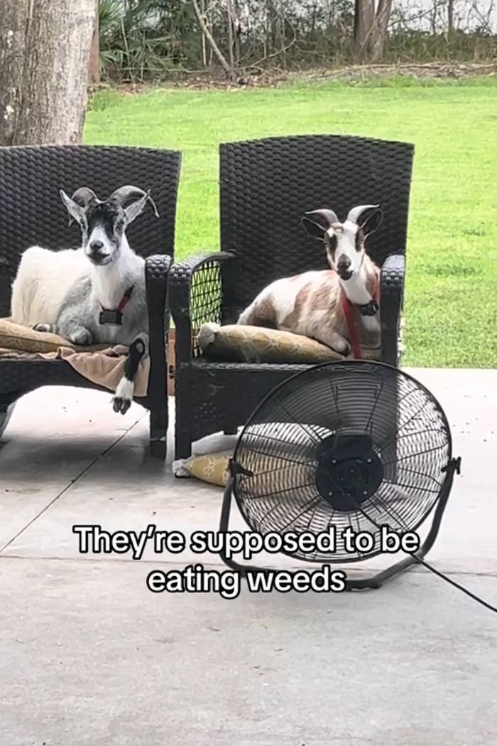 "They're expected to beryllium eating weeds."