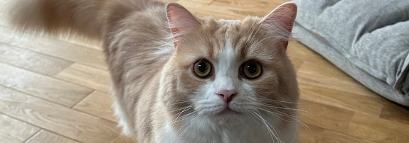 普段のグラくん 飼い主さん（@_____gr69）の投稿より