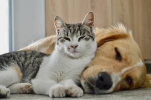 猫が犬に寄り添って寝ているリラックスしたシーン。