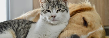 猫が犬に寄り添って寝ているリラックスしたシーン。