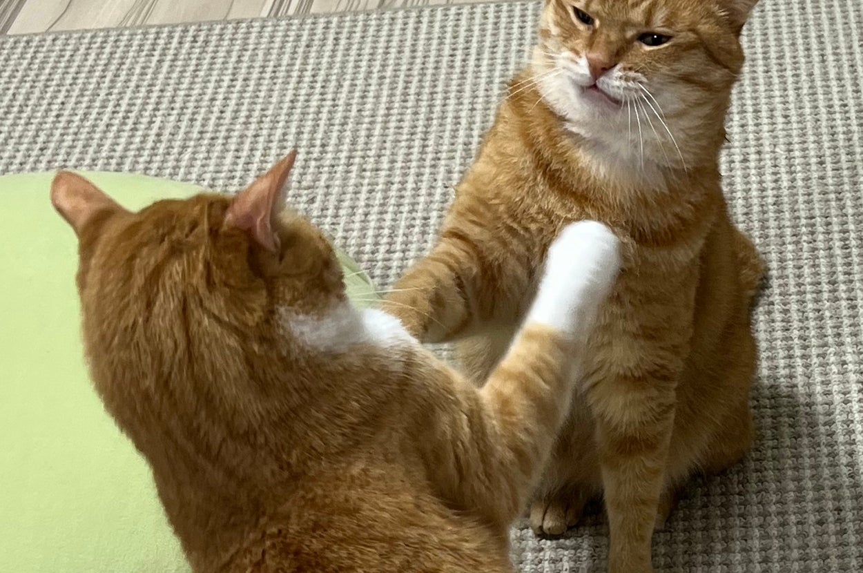 お互いに立ち向かうクウくんとカイくん/クウとカイさんのXアカウント（@kunyan_kainyan）より