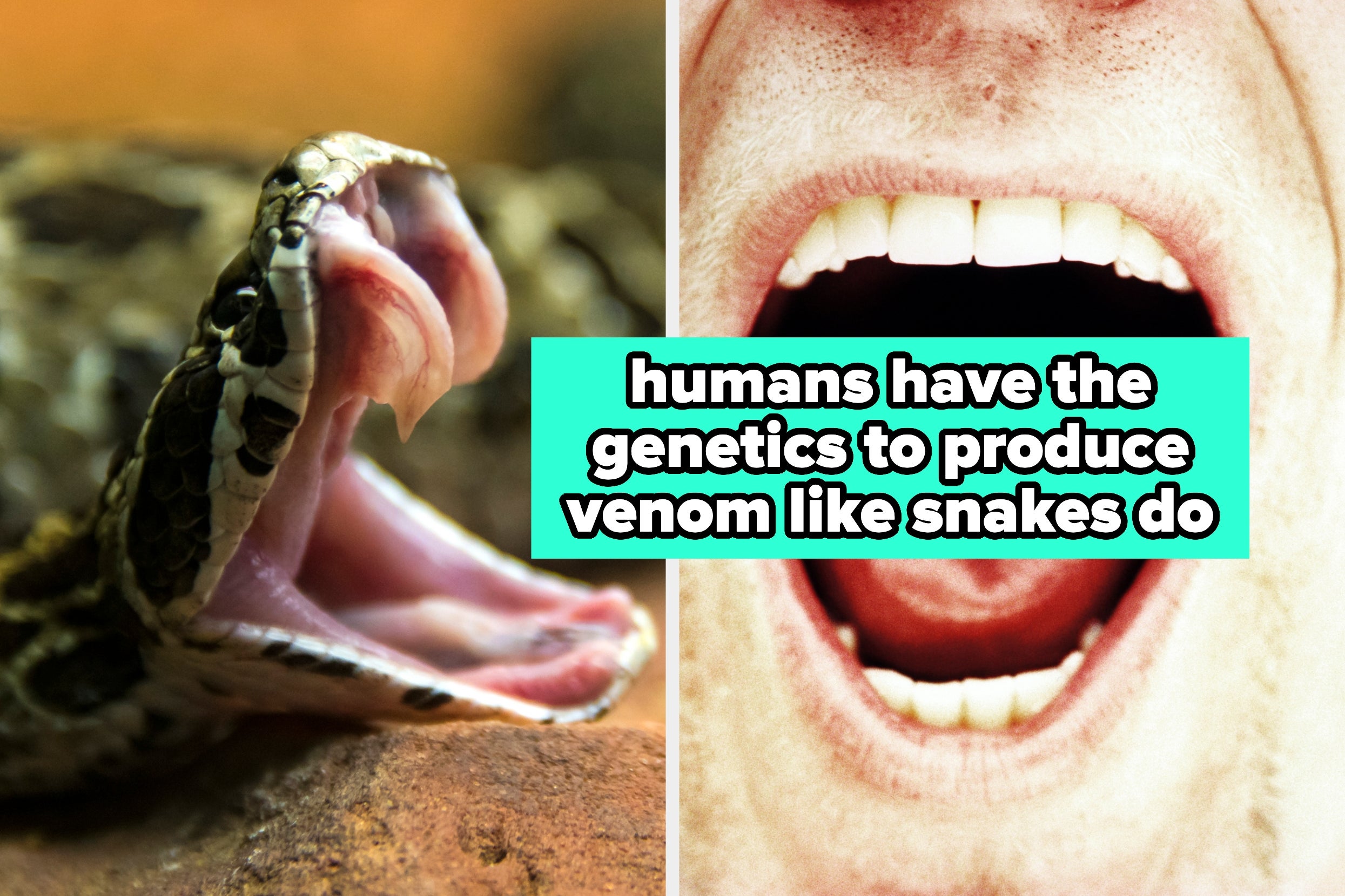 19 Facts That I Could've Gone My Whole Life Without Knowing, And Now I Somehow Can't Forget