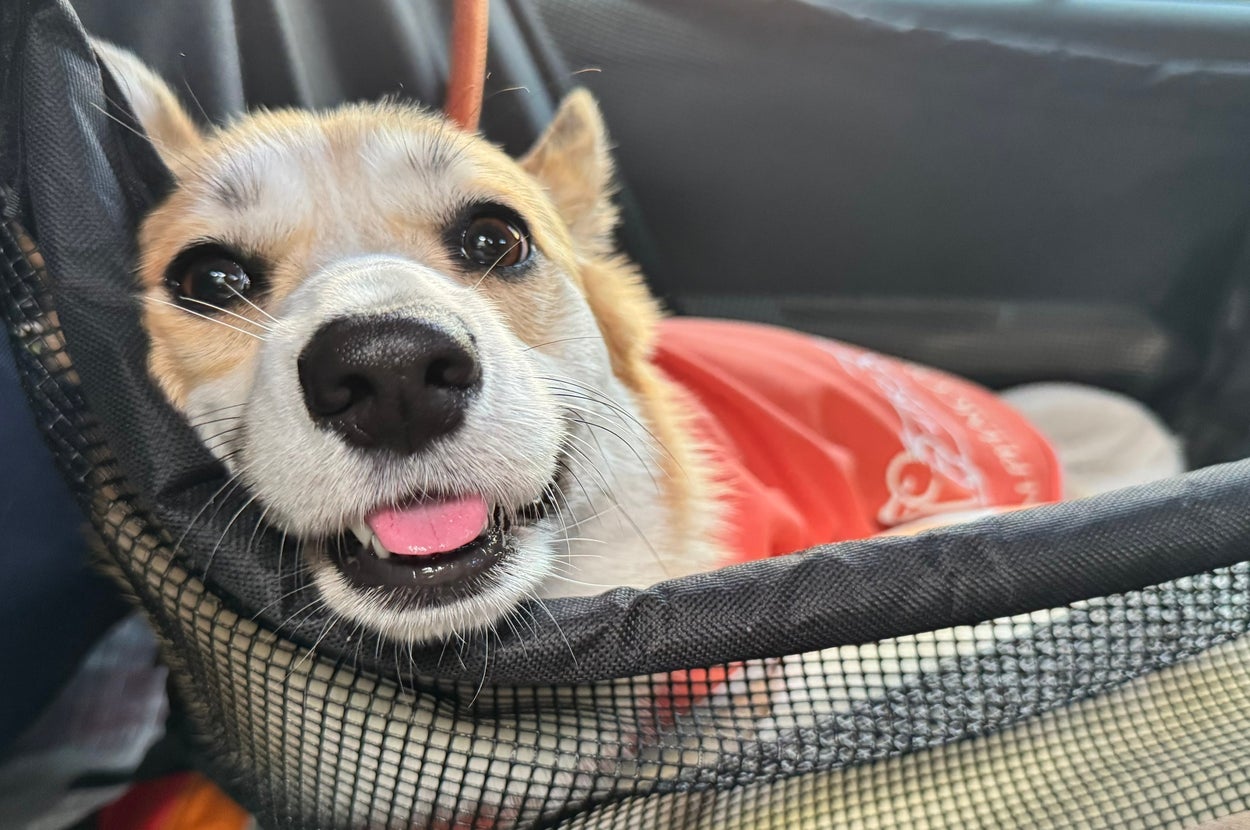 ネットに乗ってくつろぐ笑顔の犬。赤い服を着ている。