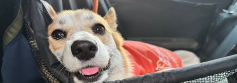 ネットに乗ってくつろぐ笑顔の犬。赤い服を着ている。