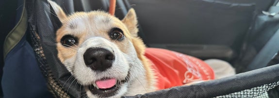 ネットに乗ってくつろぐ笑顔の犬。赤い服を着ている。
