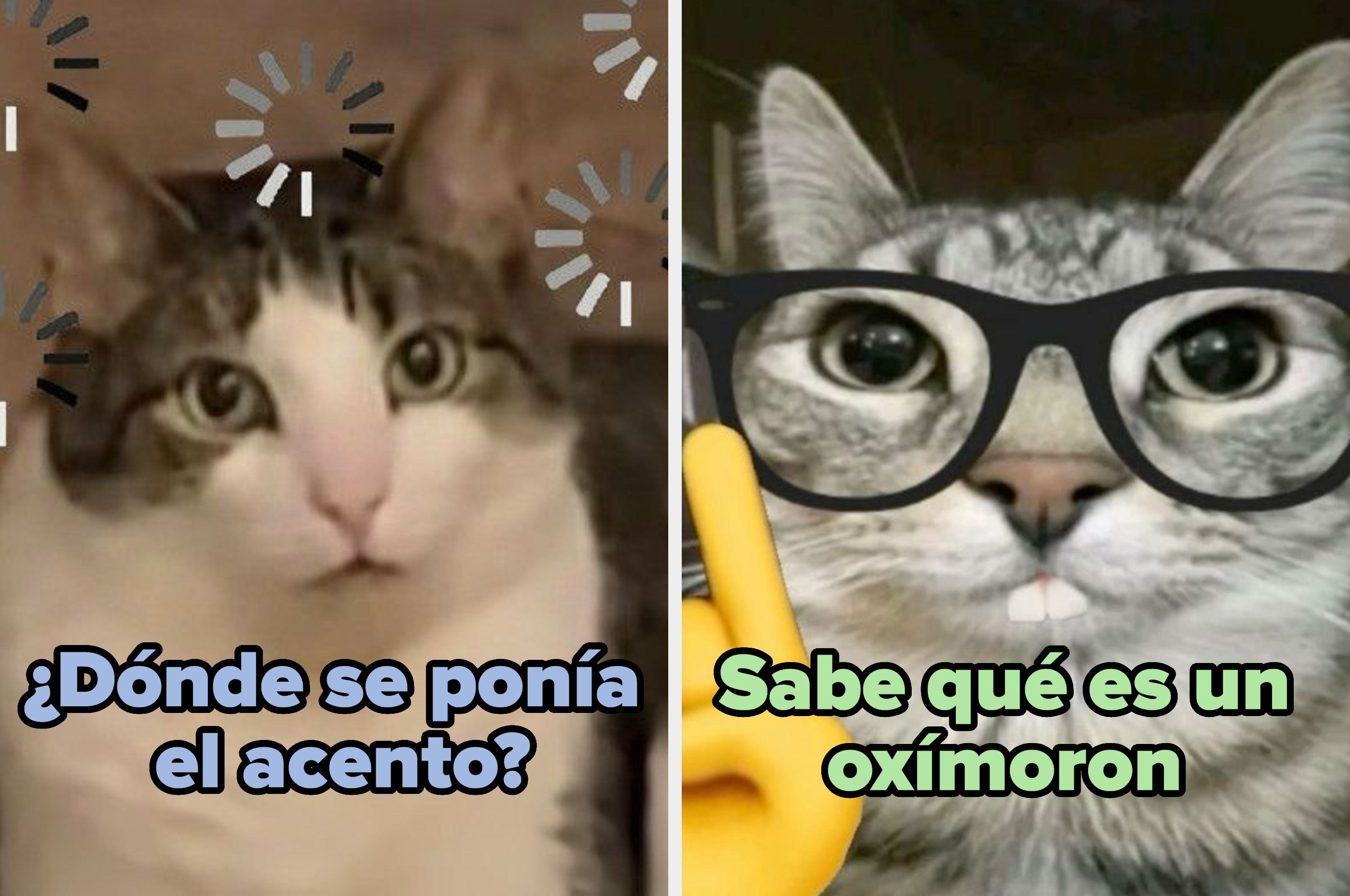 Two cats with captions. Left: "¿Dónde se ponía el acento?". Right: Cat wearing glasses with a hand gesture, "Sabe qué es un oxímoron"