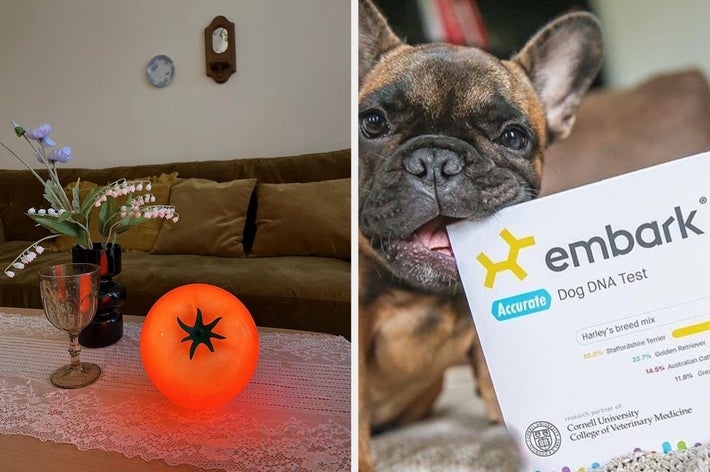 Left: Lit tomato-shaped lamp on table with floral decor. Right: French bulldog holding a dog DNA test kit in mouth