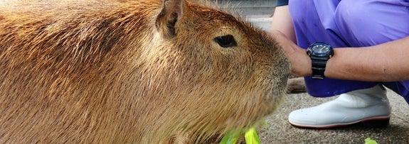 カピバラの「カピィ」ちゃん（手前）がエサを前にのんびりとする様子/桂浜水族館のXアカウント（@katurahama_aq）より