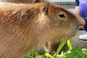 カピバラの「カピィ」ちゃん(手前)がエサを前にのんびりとする様子/桂浜水族館のXアカウント(@katurahama_aq)より