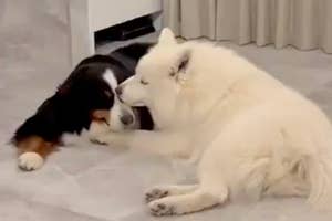 イチャイチャしているローザちゃん(左)とジュニくん(右)(大型犬カフェGRAND MOUのXアカウントより)