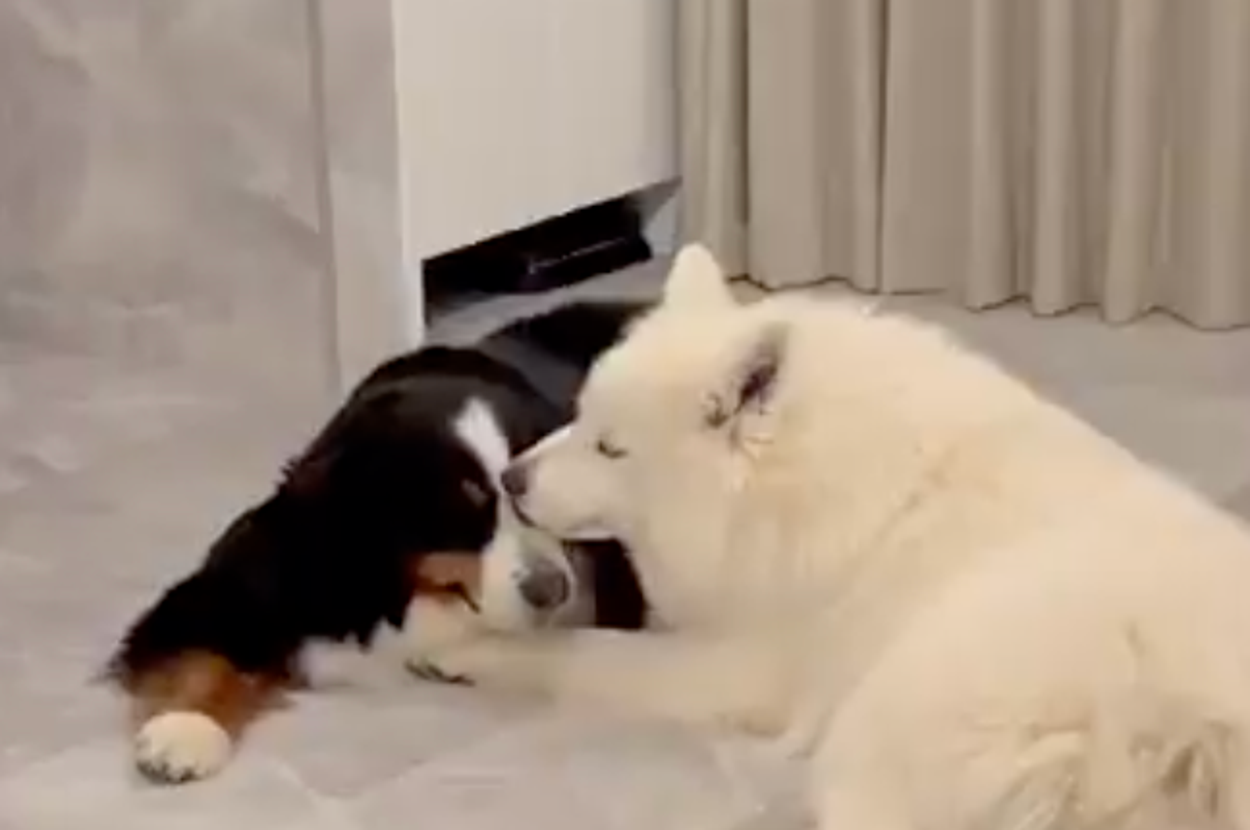 イチャイチャしているローザちゃん（左）とジュニくん（右）（大型犬カフェGRAND MOUのXアカウントより）