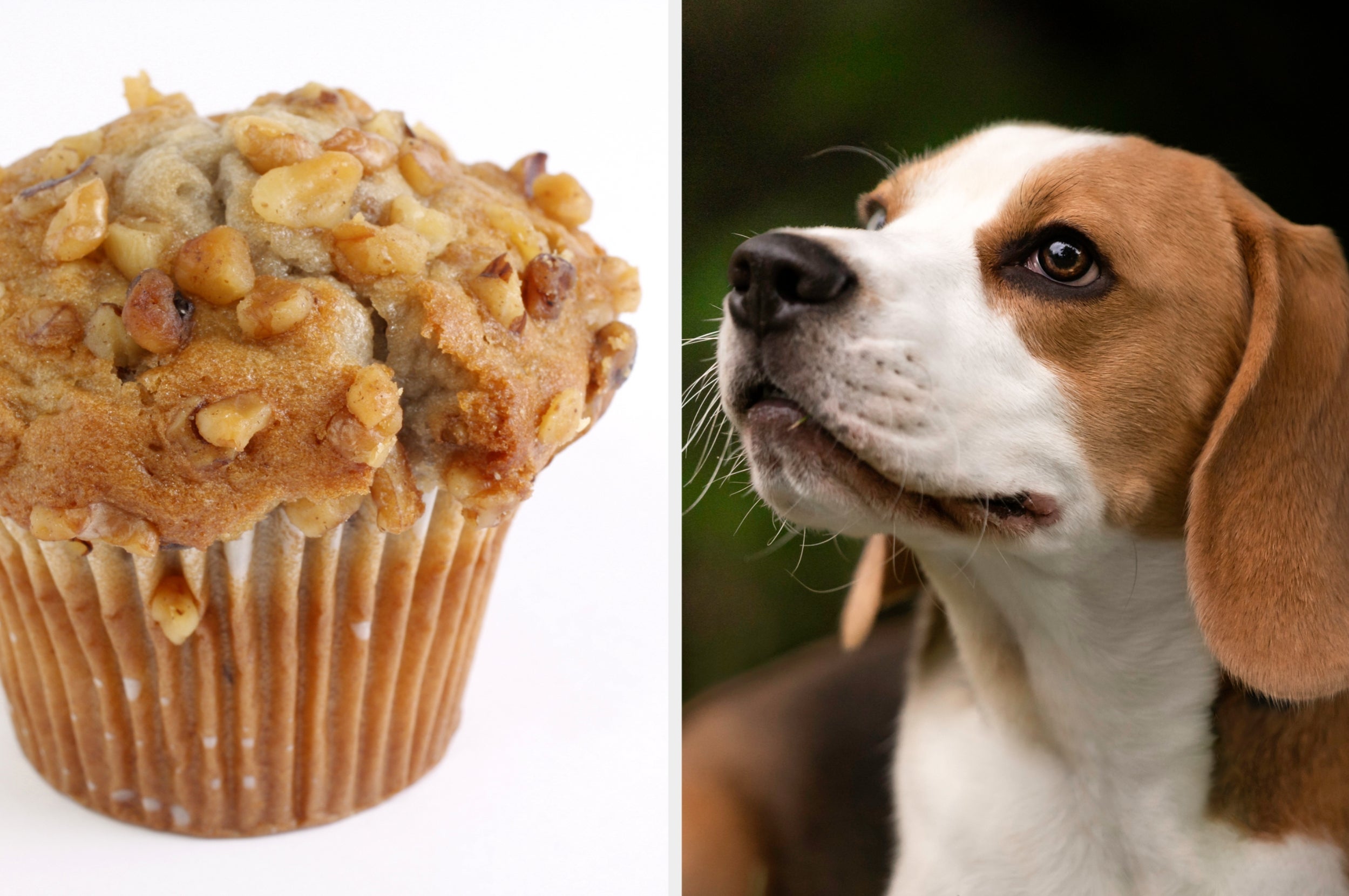 Muffin with nuts on the left; beagle dog looking up on the right