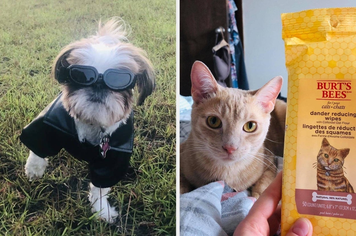 Left: Small dog in sunglasses and jacket on grass. Right: Cat beside pack of dander-reducing wipes