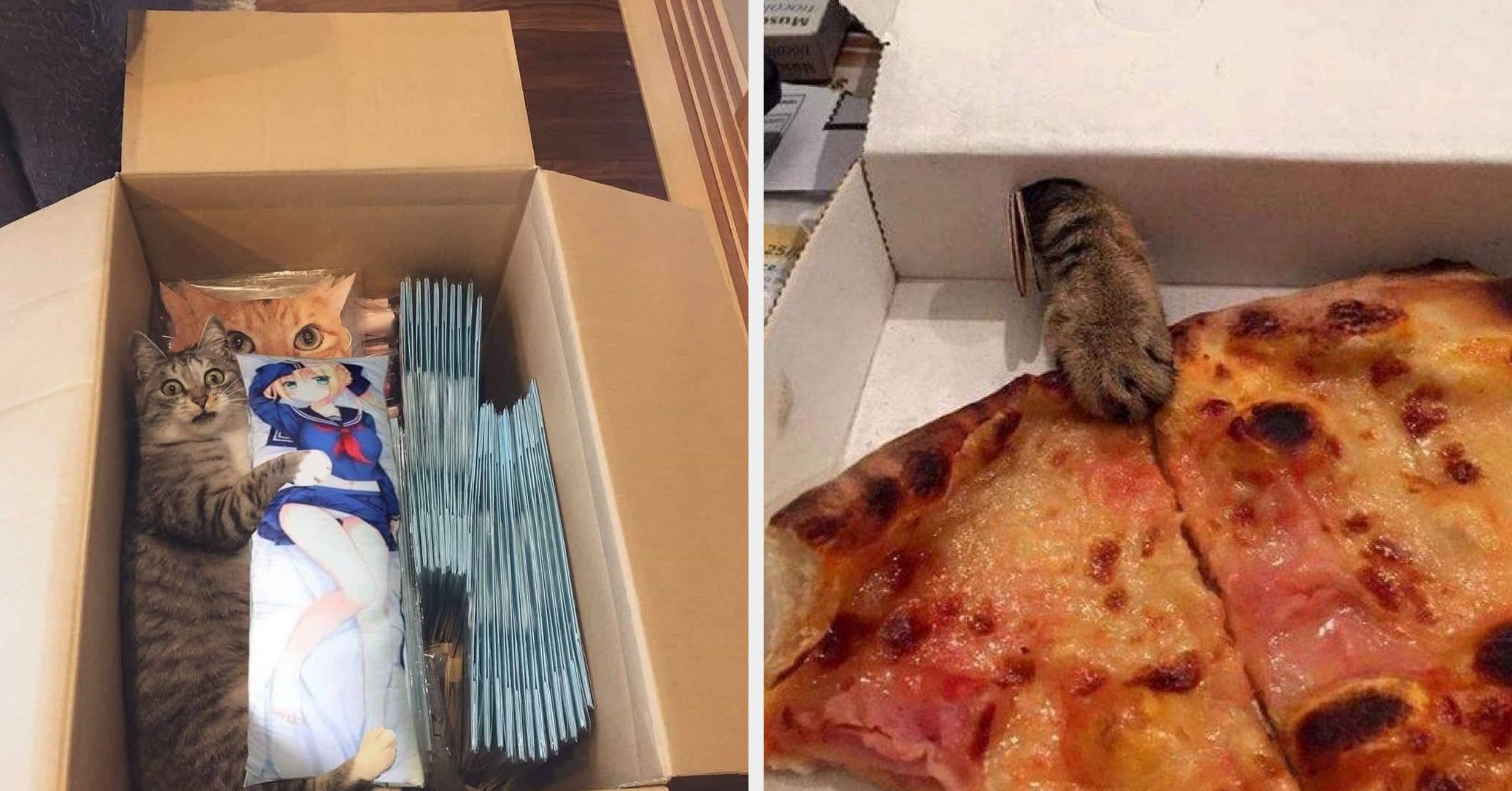 Here Are The Funniest, Cutest, And Most Interesting Things I Saw On The Internet This Week