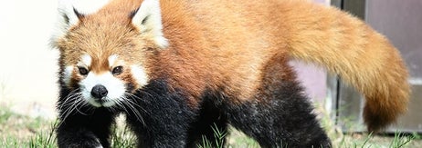 レッサーパンダ  / アドベンチャーワールドプレスリリースより
